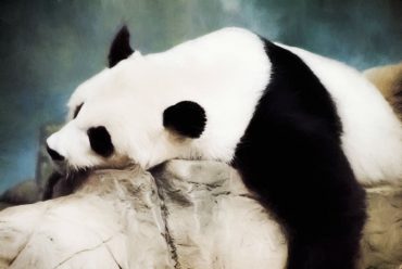 What is panda syndrome?