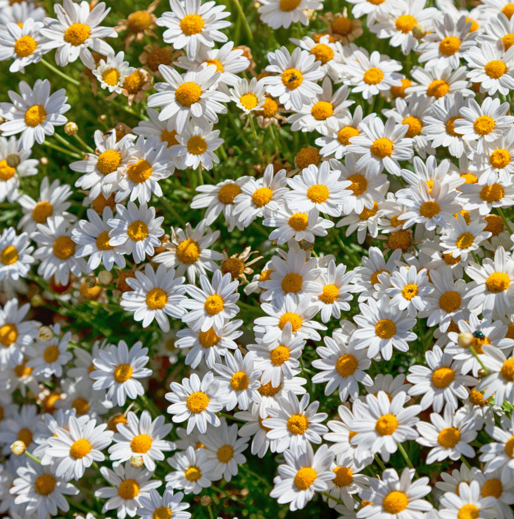What can camomile do?